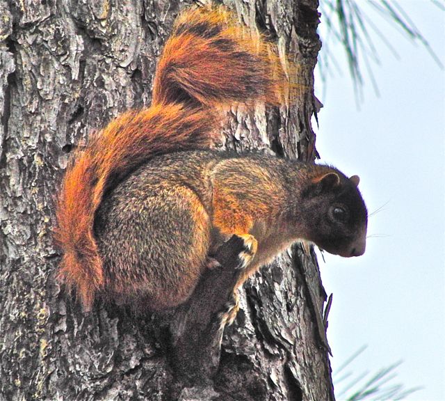 Squirrel on Trunk.jpg