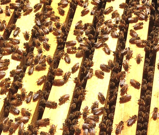 Full of bees.jpg